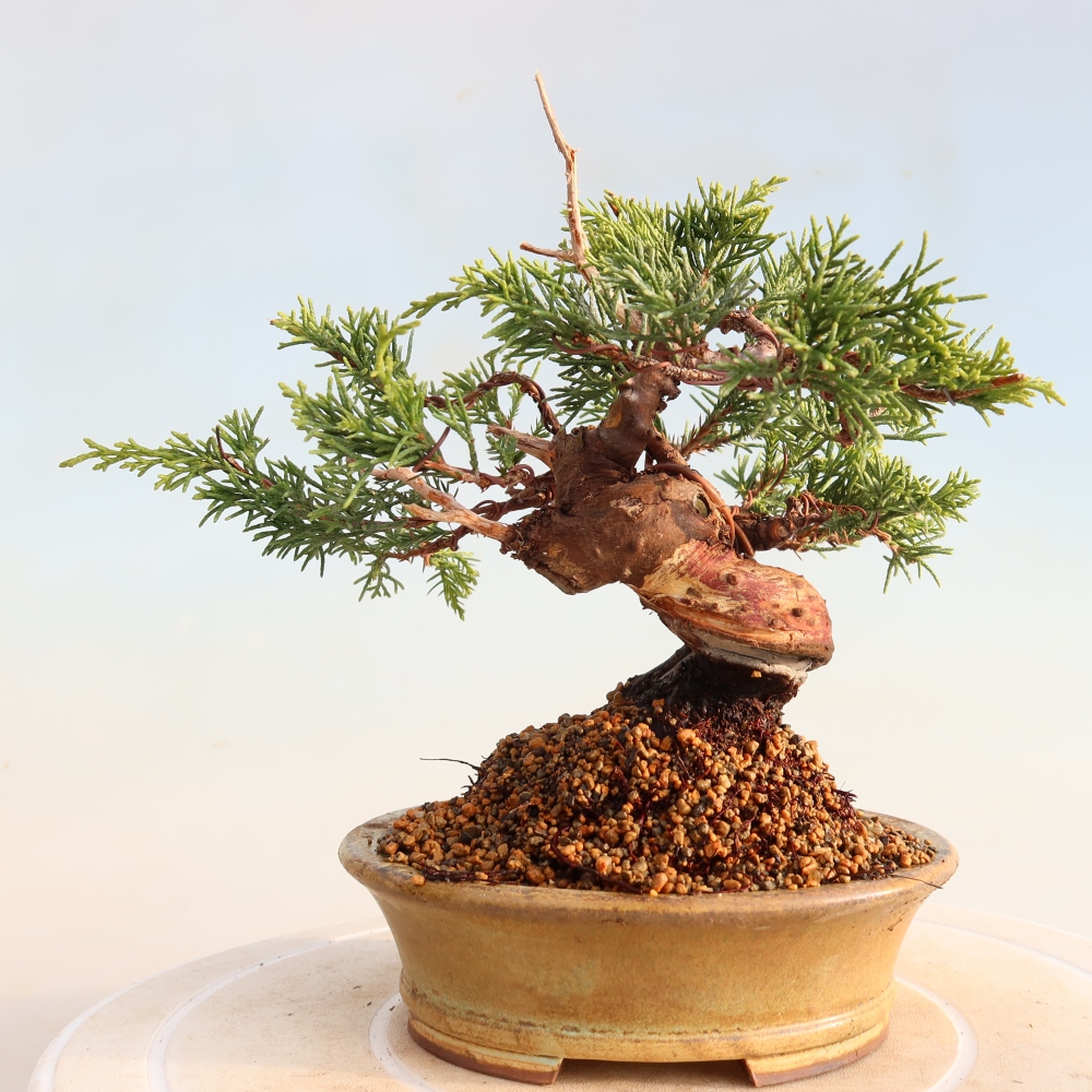 Outdoor bonsai - Juniperus chinensis Itoigawa - Chinese juniper