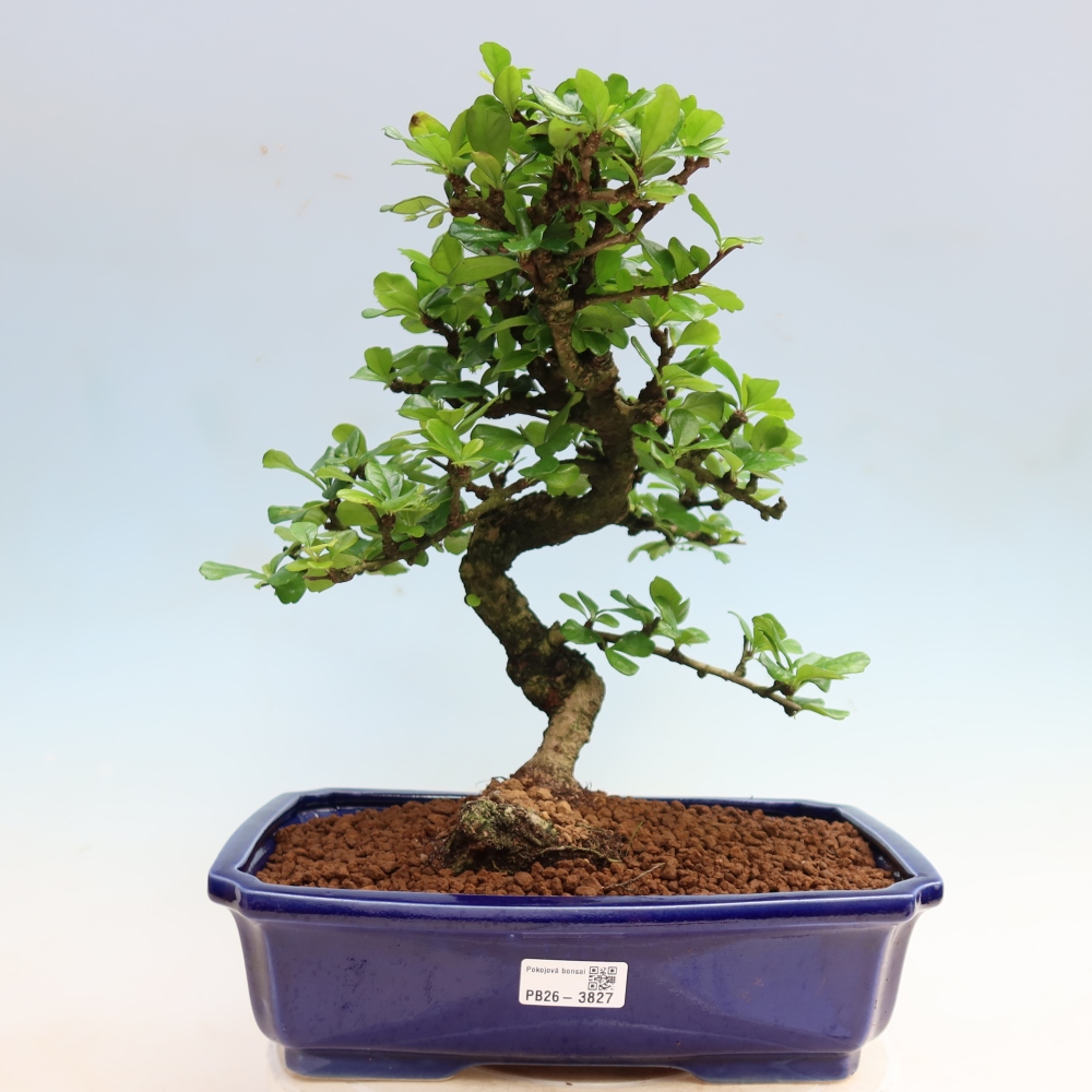 Zimmer-Bonsai - Carmona macrophylla - Tee-Fuki