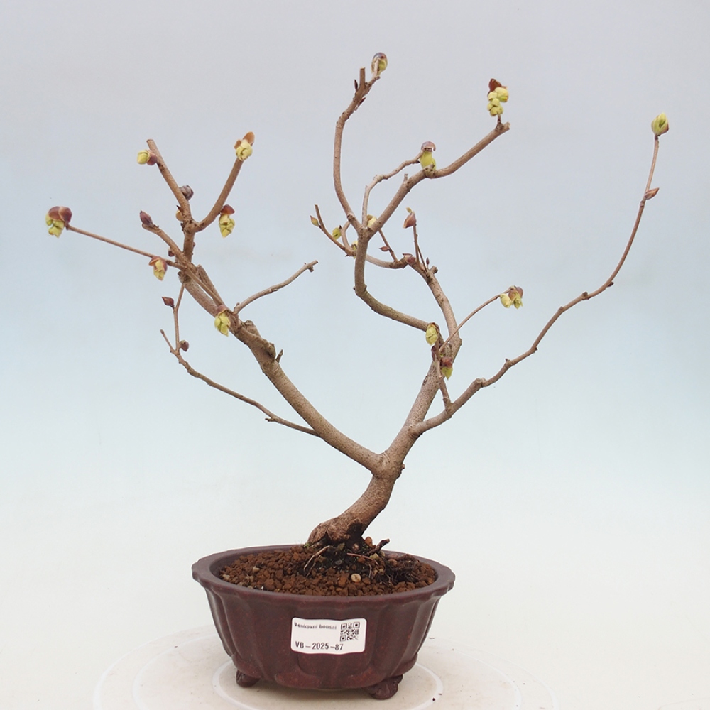 Bonsai im Freien - Haselnuss - Corylopsis Spicata