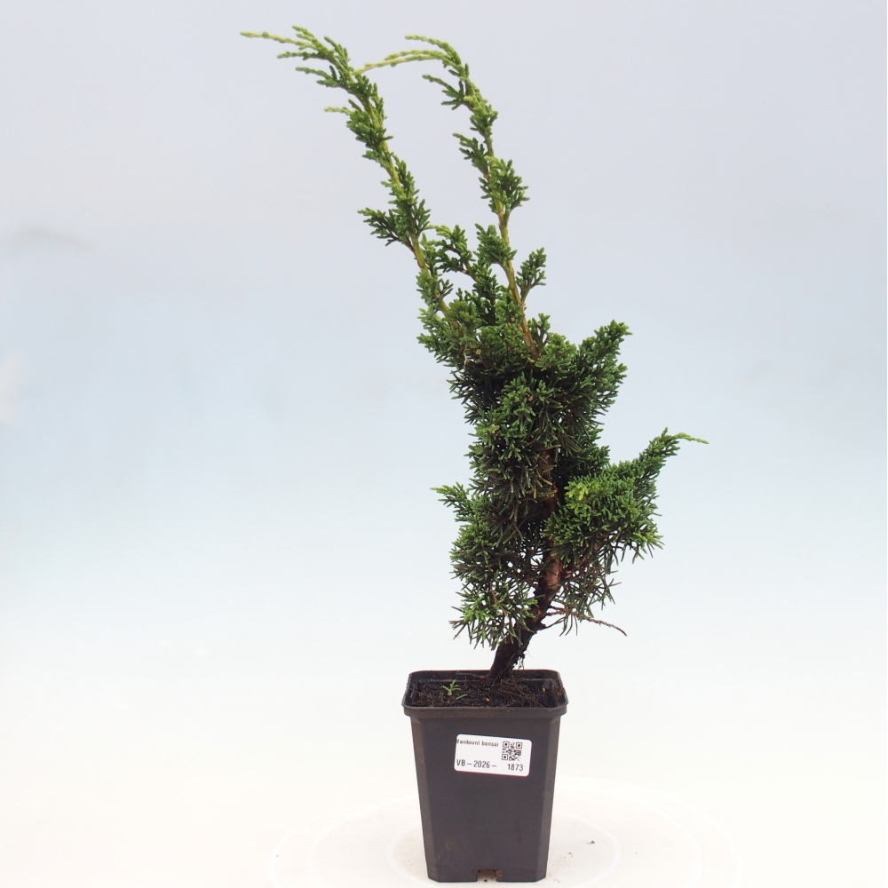 Bonsai für draußen - Juniperus chinensis Kishu