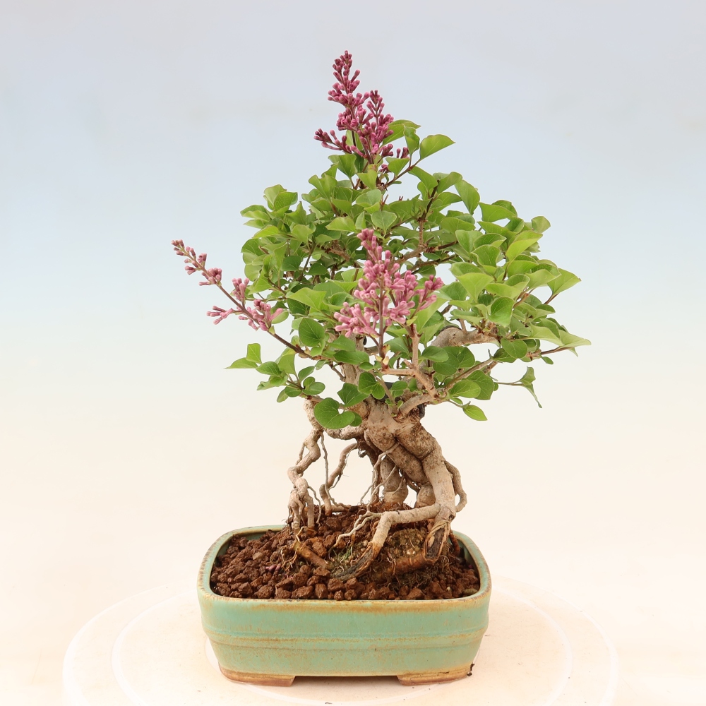 Bonsai für draußen - Syringa microphylla - Kleinblütiger Flieder