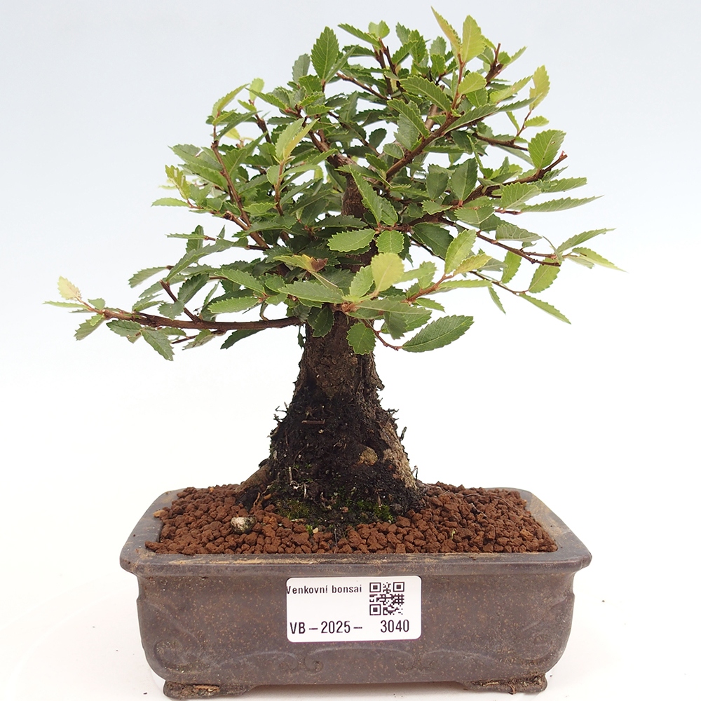 Bonsai im Freien - Zelkova - Zelkova NIRE