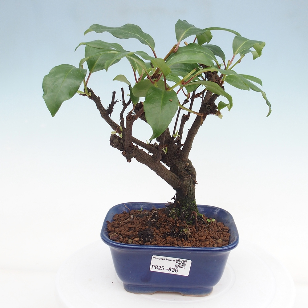 Indoor bonsai -Kadsura japonica 
