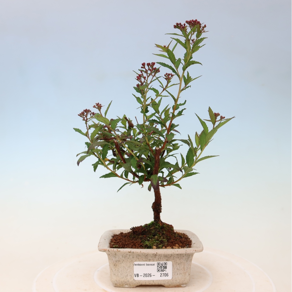 Bonsai für den Außenbereich – Japanische Spirea – Spirea japonica Anthony Waterer