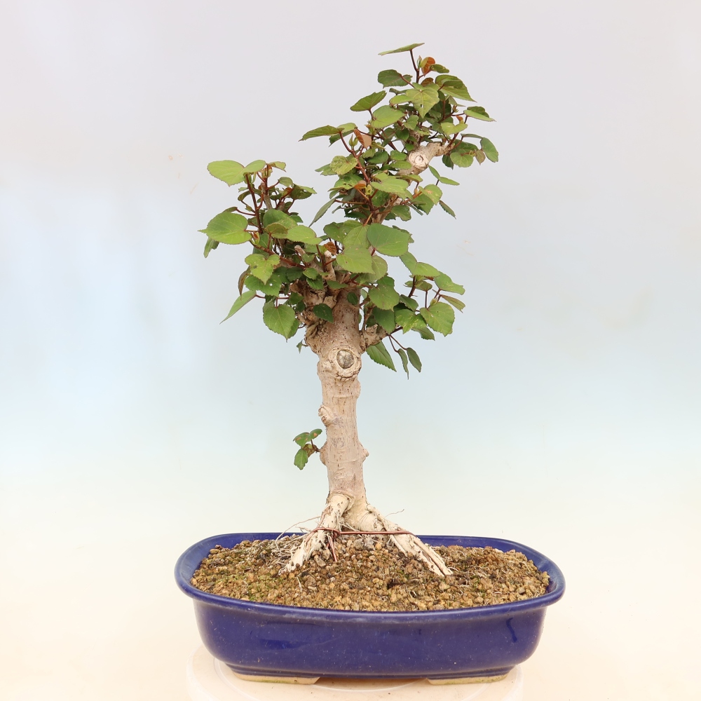 Zimmerbonsai - Hibiscus tiliaceus - Meeres-Hibiskus