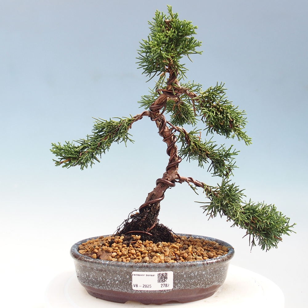 Bonsai im Freien - Juniperus chinensis Kishu - Chinesischer Wacholder