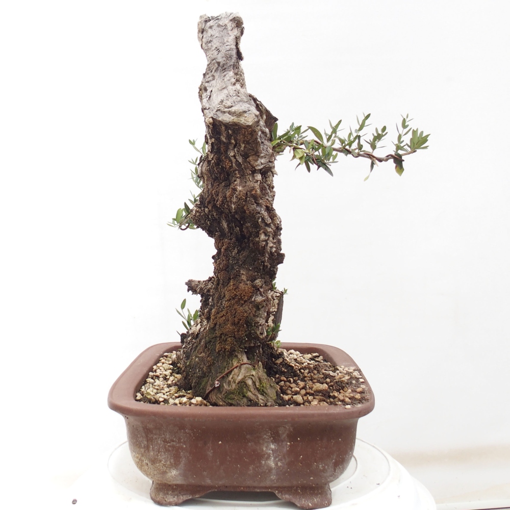 Indoor-Bonsai - Olea europaea sylvestris - Europäisches kleinblättriges Olivenöl