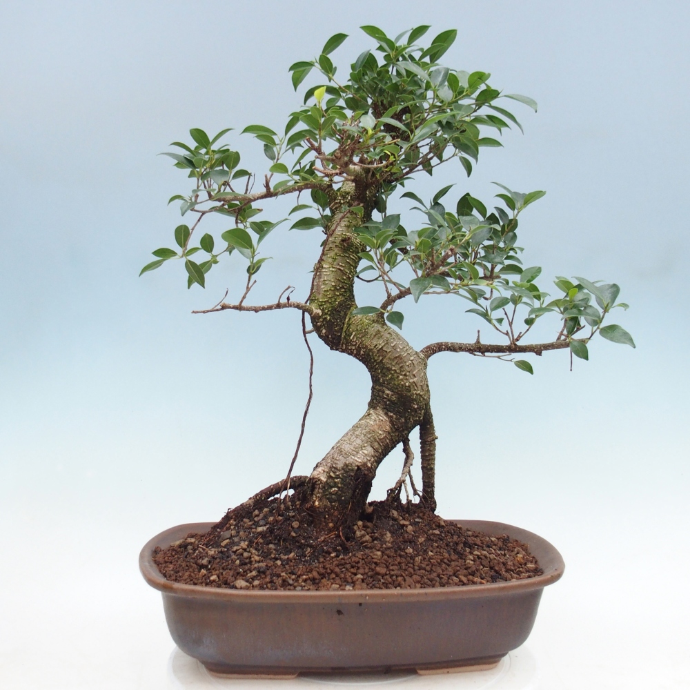Zimmerbonsai - Ficus retusa - Kleinblättriger Ficus
