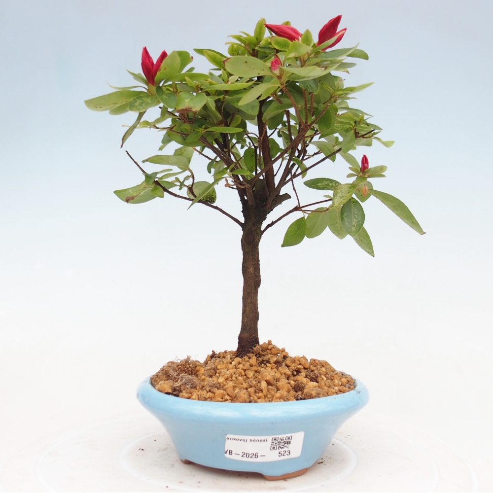 Bonsai für draußen - Japanische Azalee - Azalea sp.