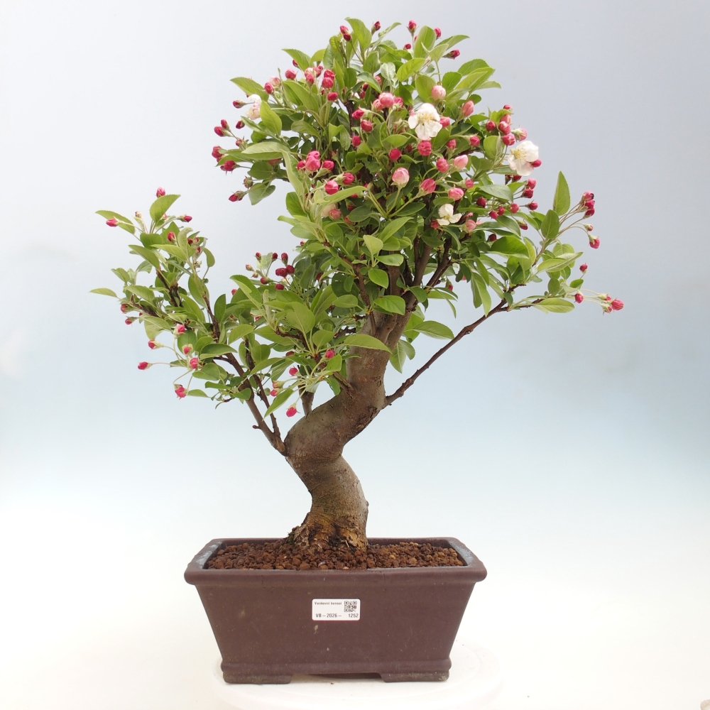 Outdoor-Bonsai -Malus halliana - Kleinfrüchtiger Apfelbaum