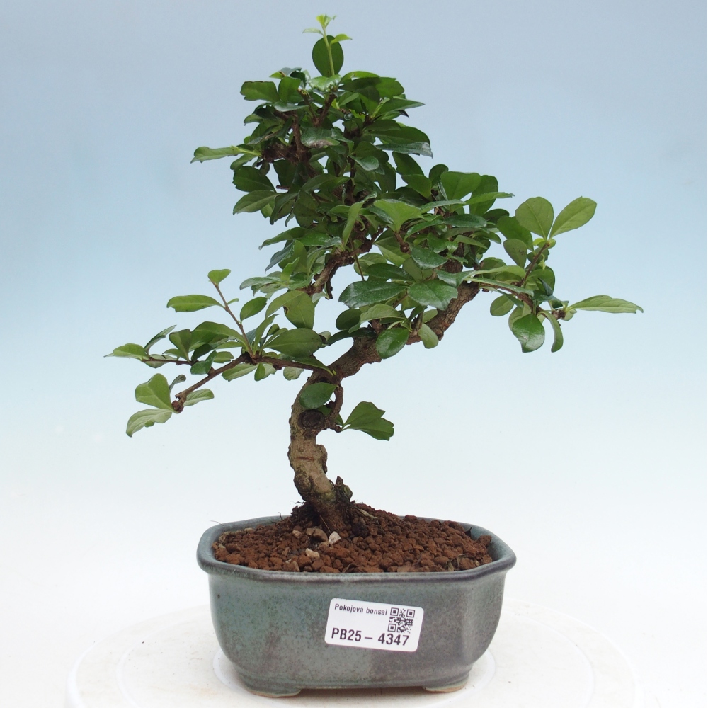 Zimmer-Bonsai - Carmona macrophylla - Tee-Fuki