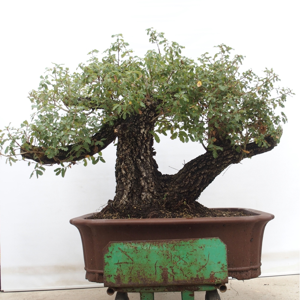 Yamadori - Quercus Ilex - Steineiche
