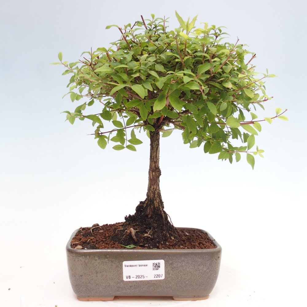 Bonsai im Freien - Symphoricarpos d. Mother Pearl  - Gedenkbaum