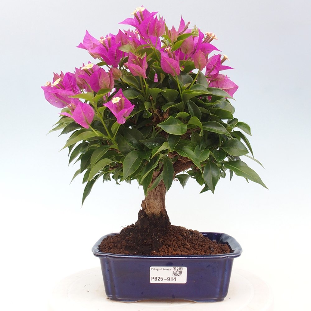 Indoor Bonsai - Bouganwilea