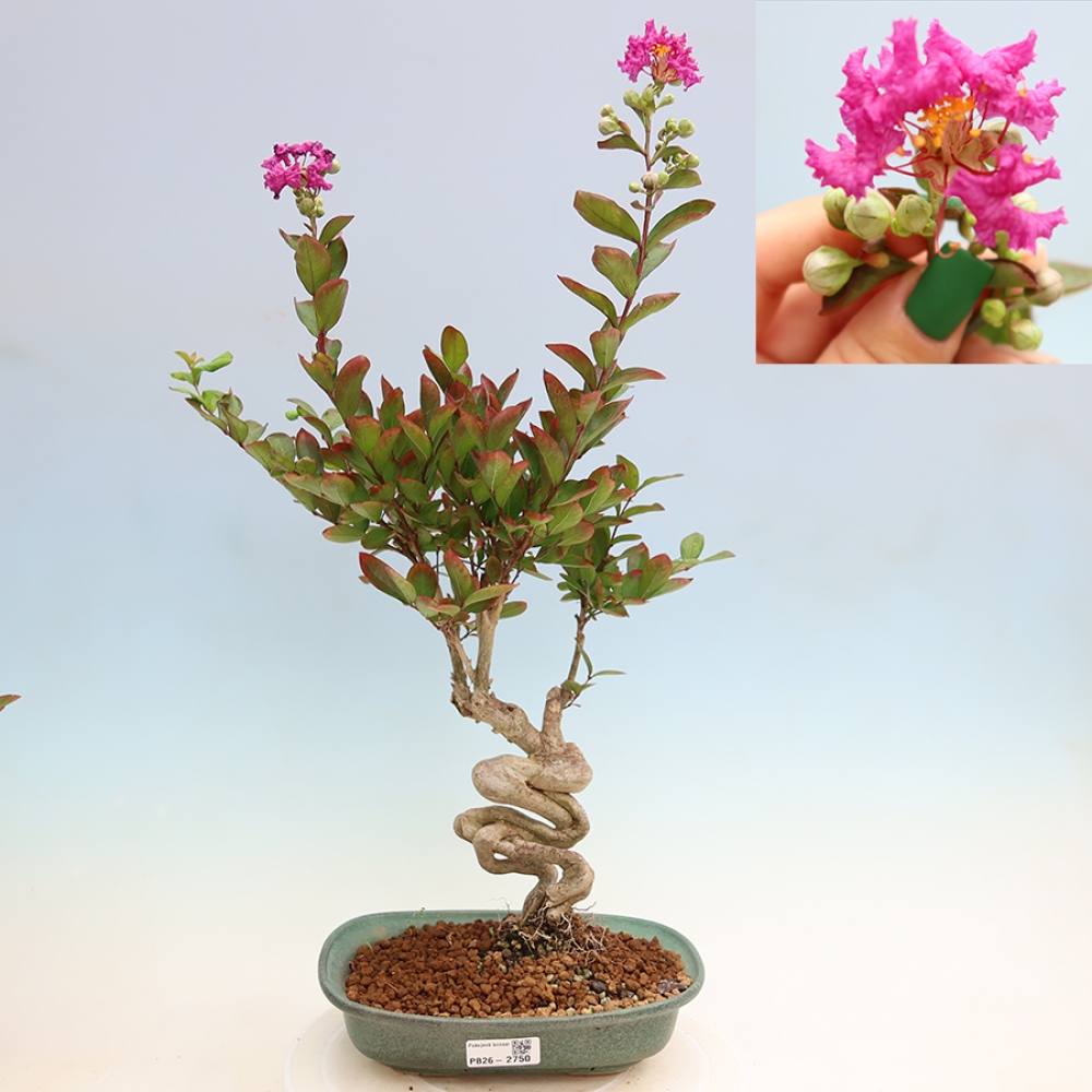 Zimmerbonsai – Lagerstroemia indica – Indischer Flieder