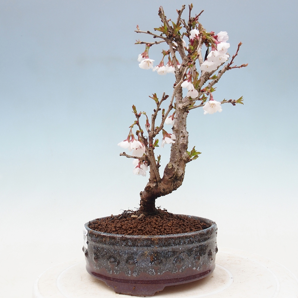 Bonsai im Freien - Prunus incisa Kojou-no mai-Pflaume geschnitten