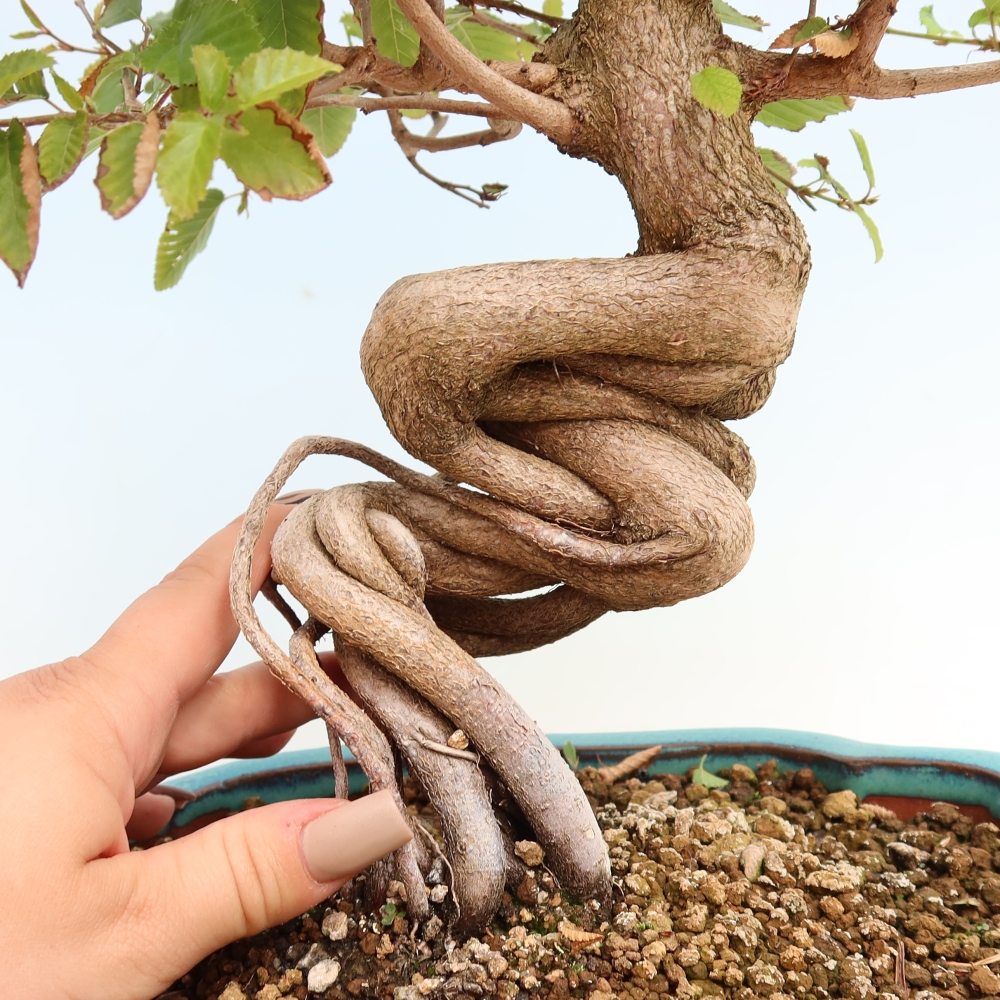 Bonsai für draußen -Carpinus CARPINOIDES - Koreanische Hainbuche