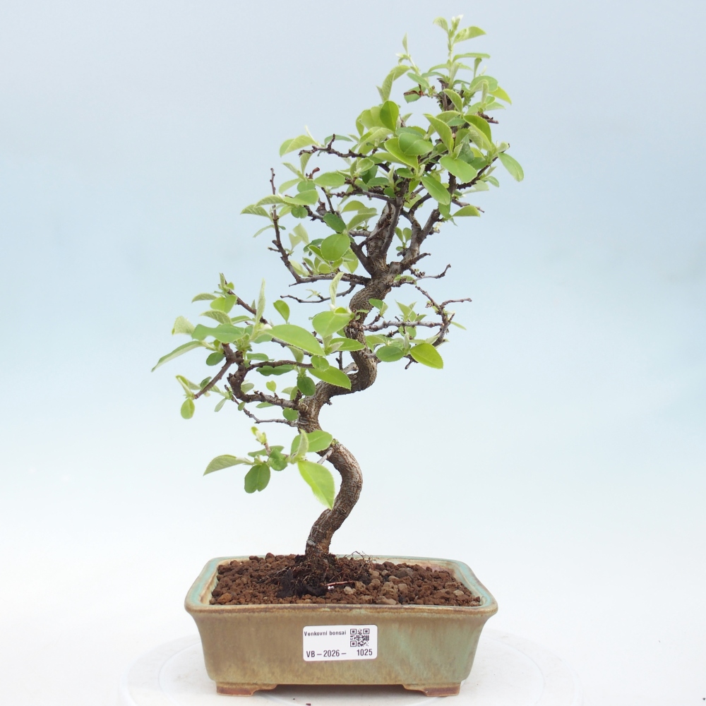 Bonsai für draußen - Chaneomeles chinensis