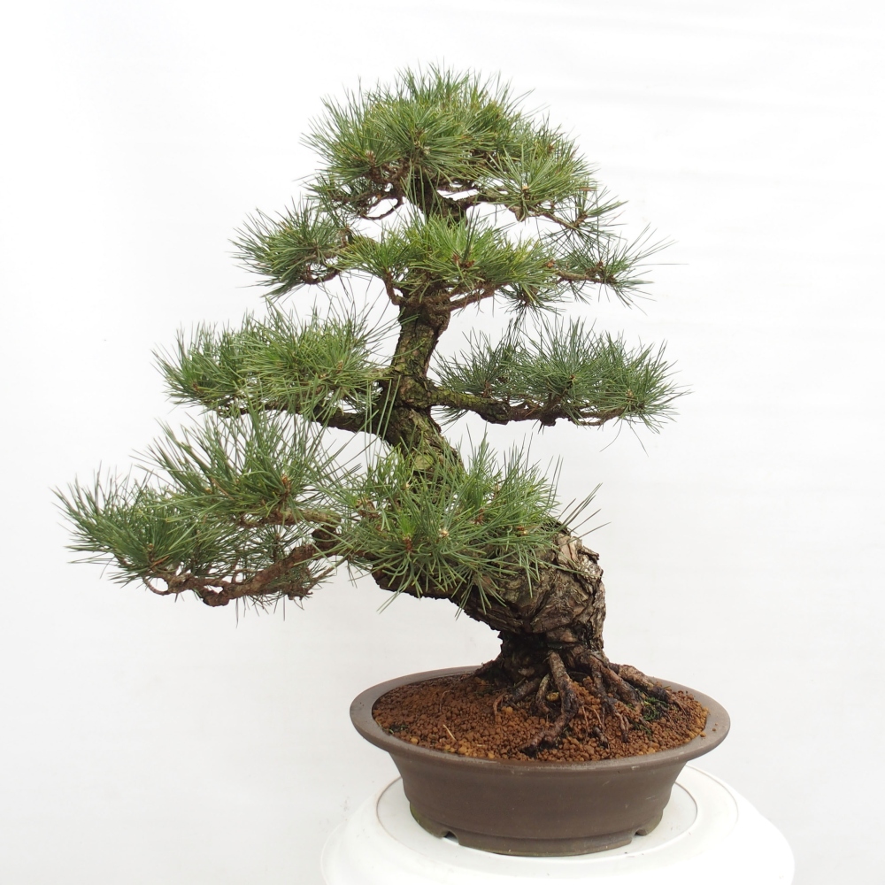 Outdoor-Bonsai - Pinus thunbergii - Thunbergkiefer