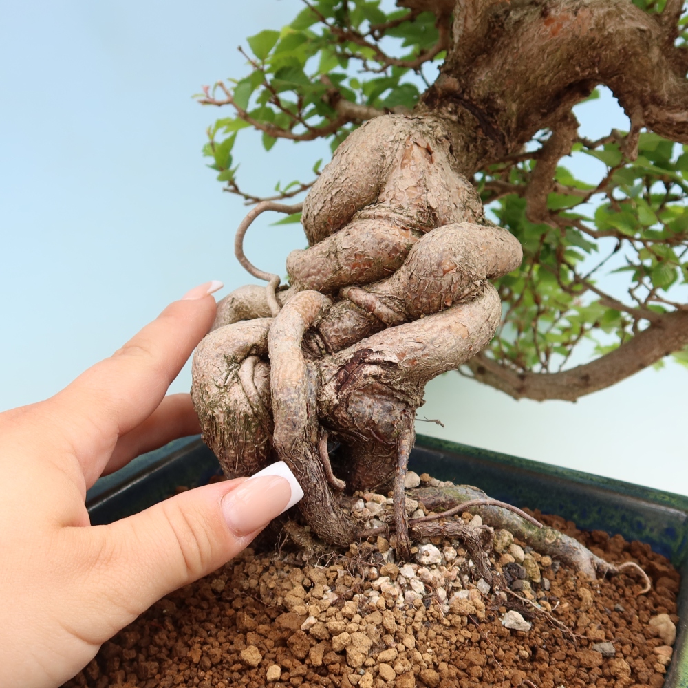 Bonsai für draußen - Karpinus Coreana - Koreanische Hainbuche