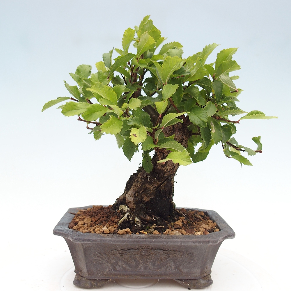 Bonsai für draußen - Zelkova - Zelkova NIRE