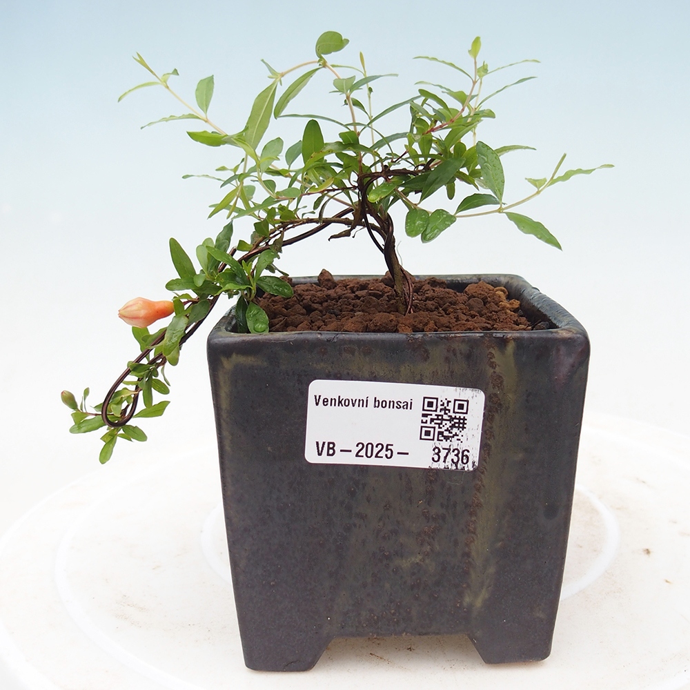 Zimmer Bonsai-PUNICA Granatum Nana-Granatapfel