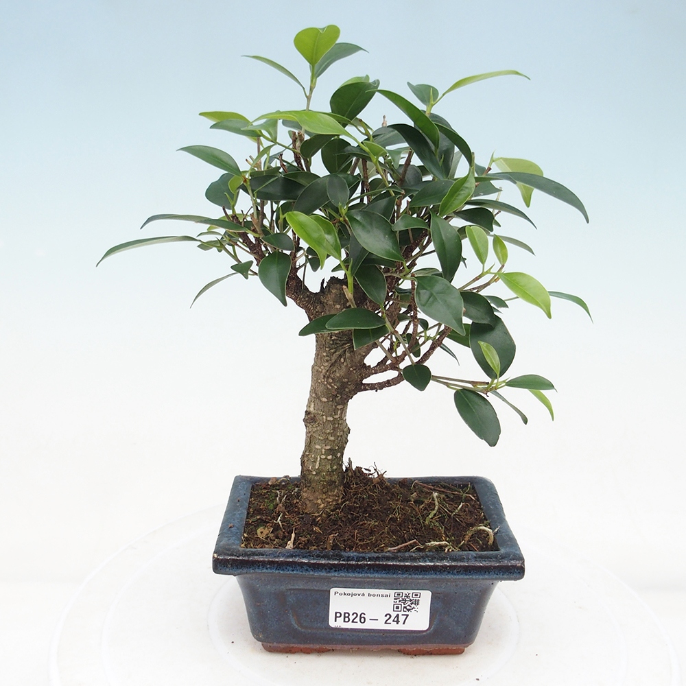 Zimmer Bonsai Ficus retusa kimmen