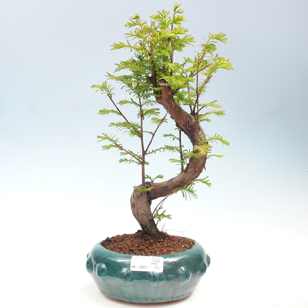Bonsai im Freien - Metasequoia glyptostroboides - Chinesischer Metasequoia