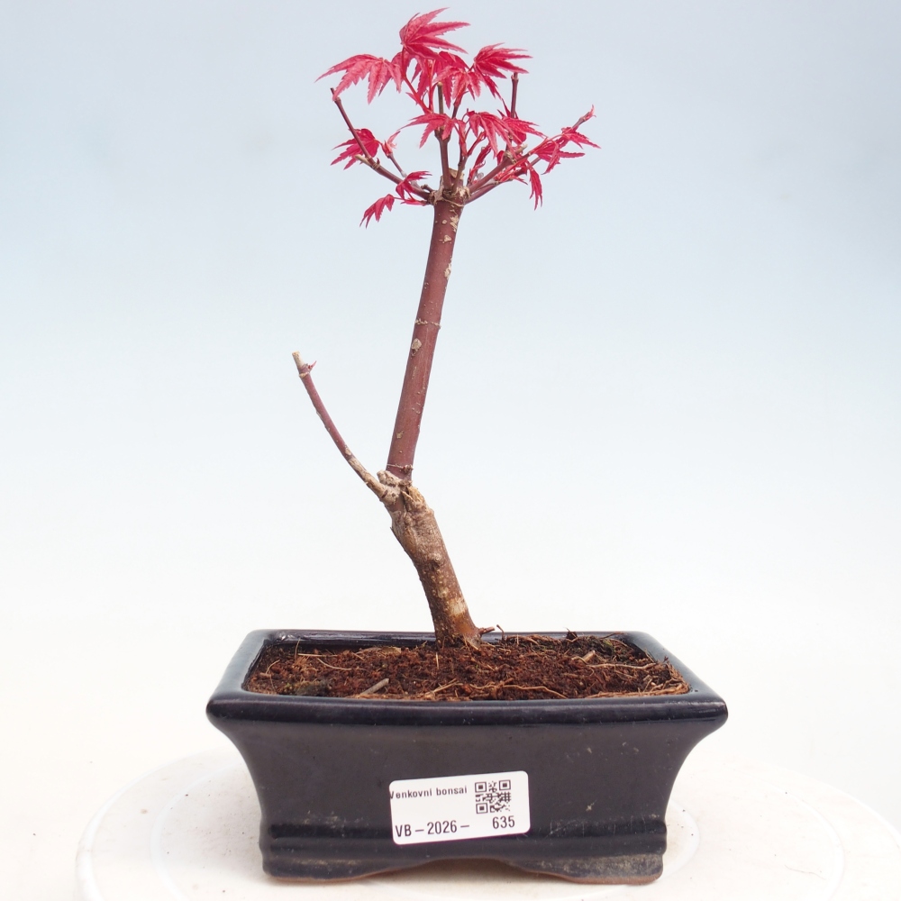 Bonsai für draußen - Acer palmatum DESHOJO