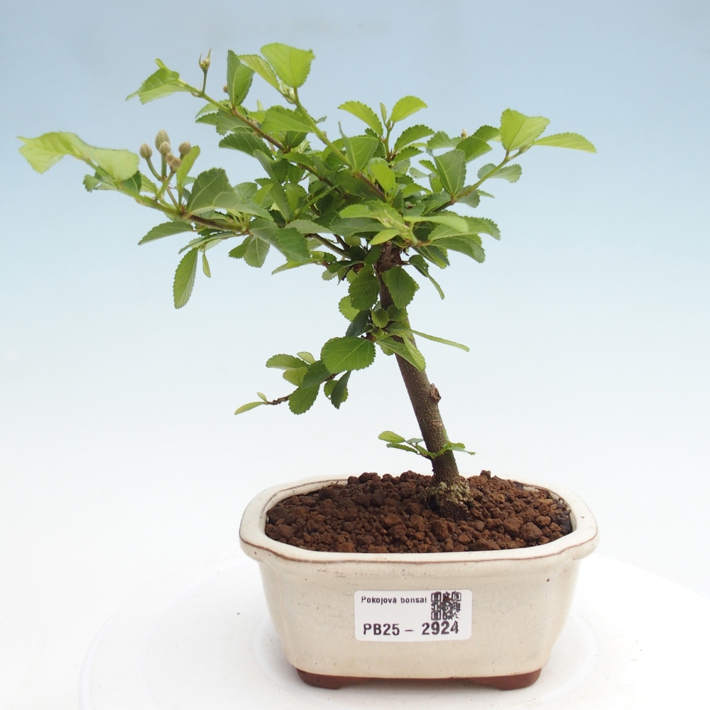 Zimmerbonsai - Grewia occidentalis - Lavendelstern