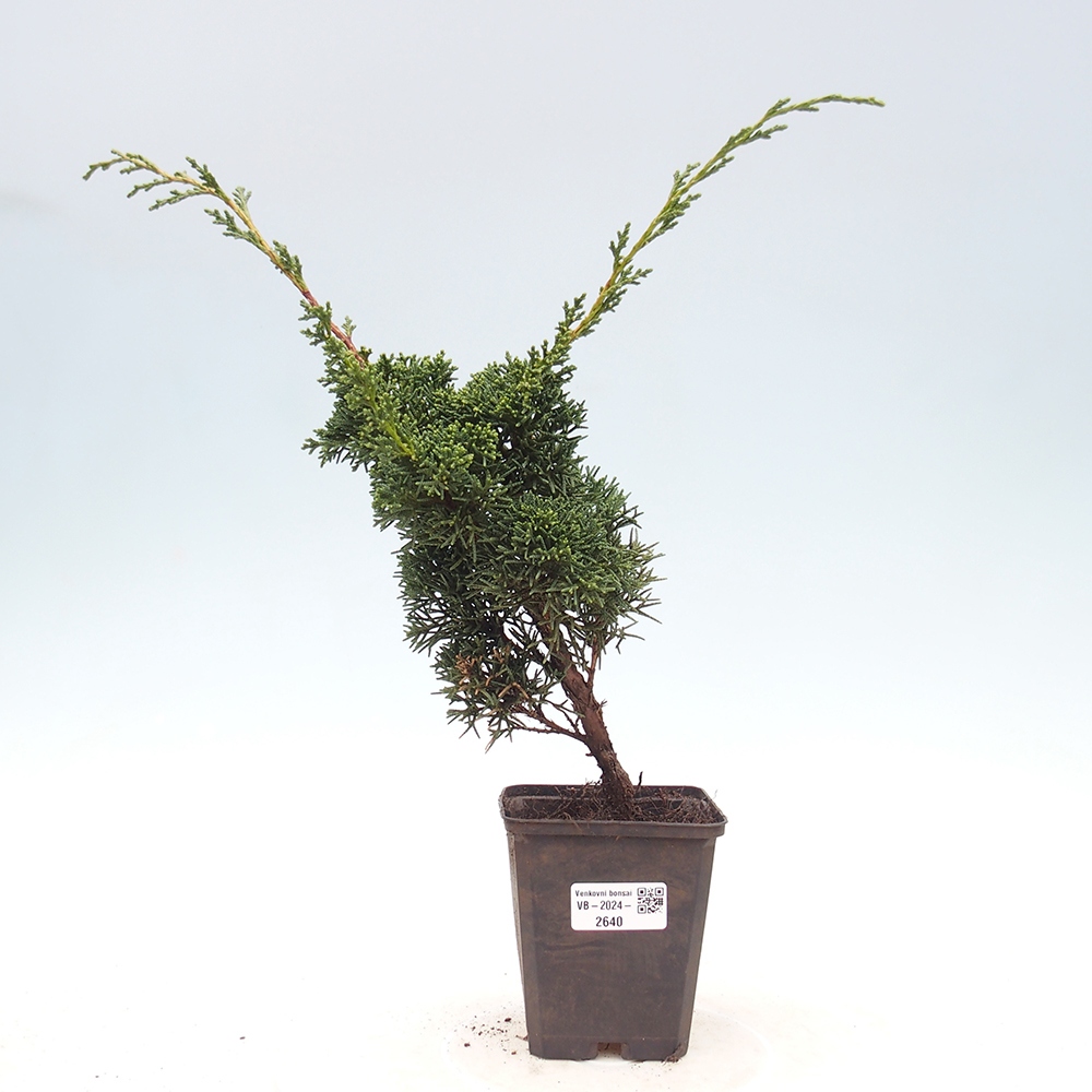 Outdoor-Bonsai - Juniperus chinensis Kishu - Chinesischer Wacholder