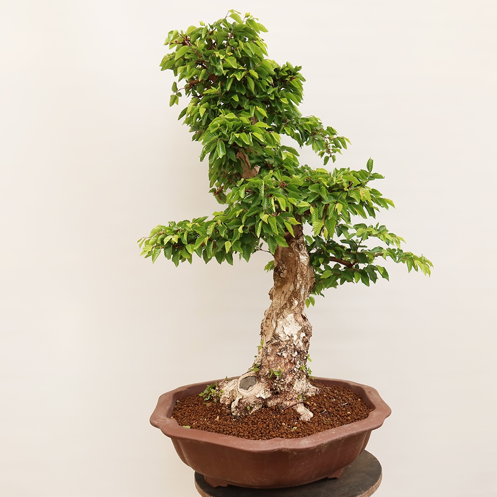 Bonsai im Freien - Carpinus Coreana - Koreanische Hainbuche