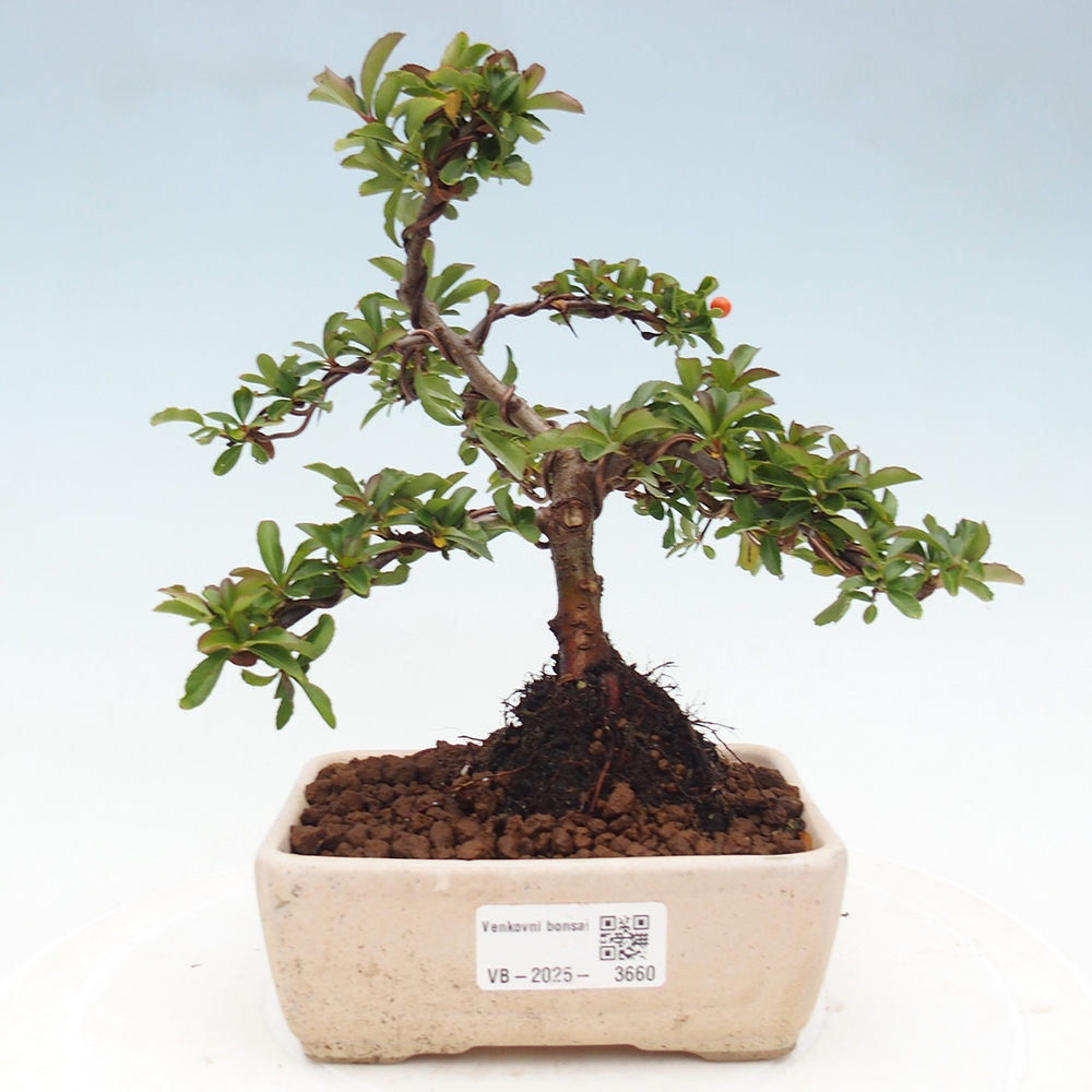 Freiland-Bonsai-Pyracantha Teton -Hlox