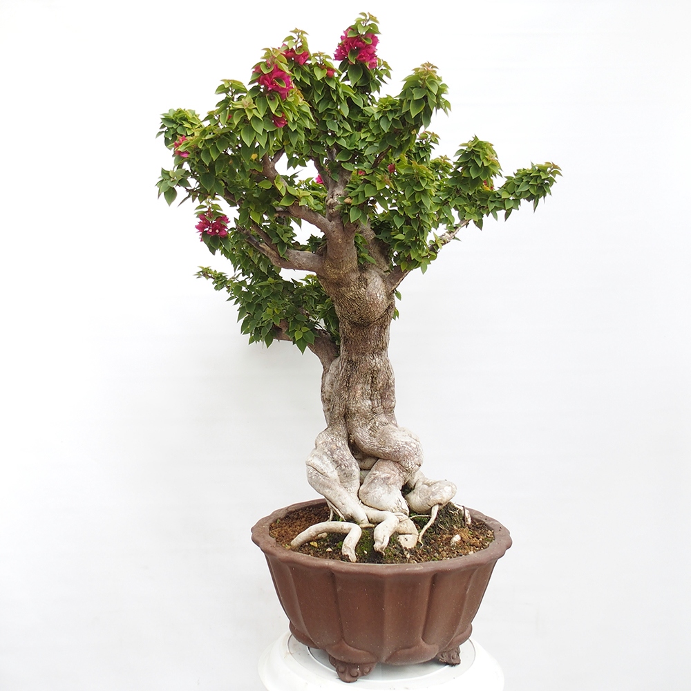 Zimmerbonsai - Bouganwilea