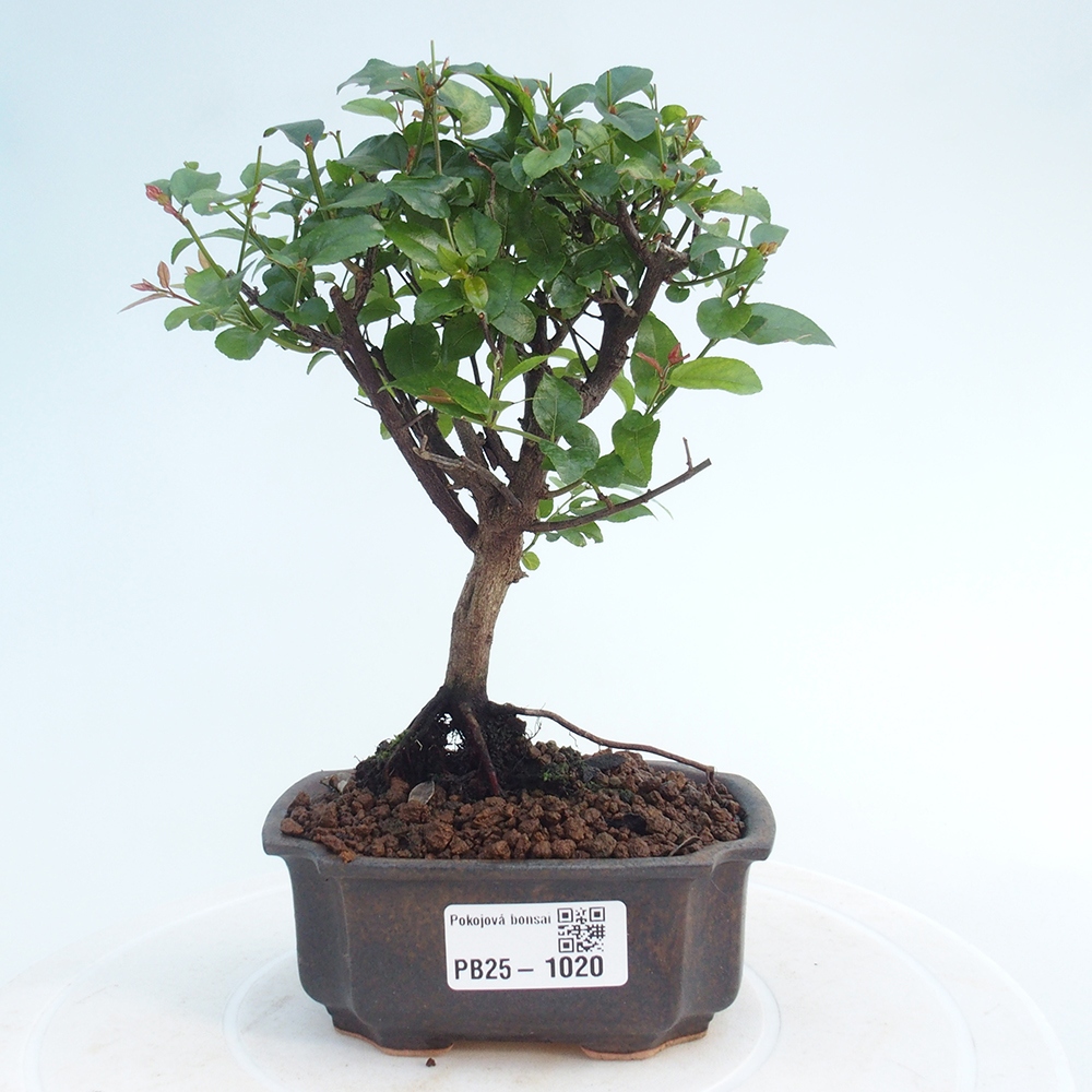 Innenbonsai - Sagerécie Thea - Sagerécie Thea