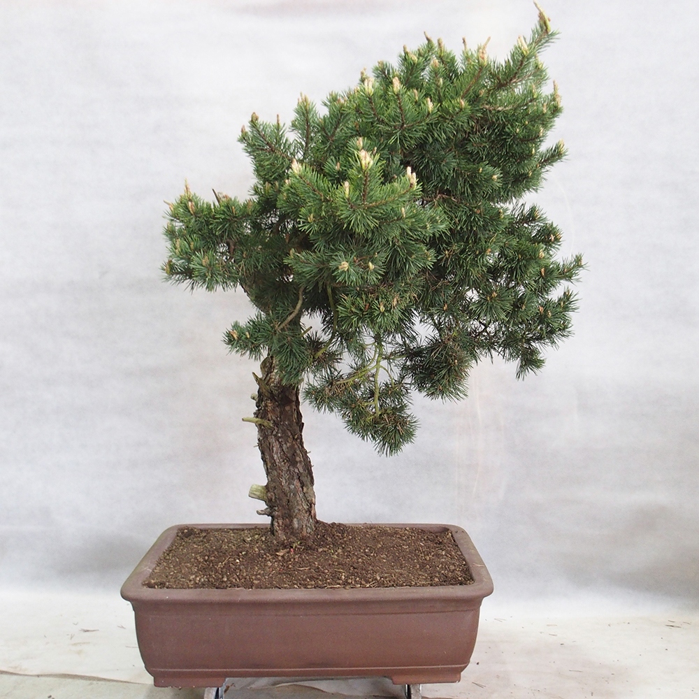 Yamadori - Pinus sylvestris 