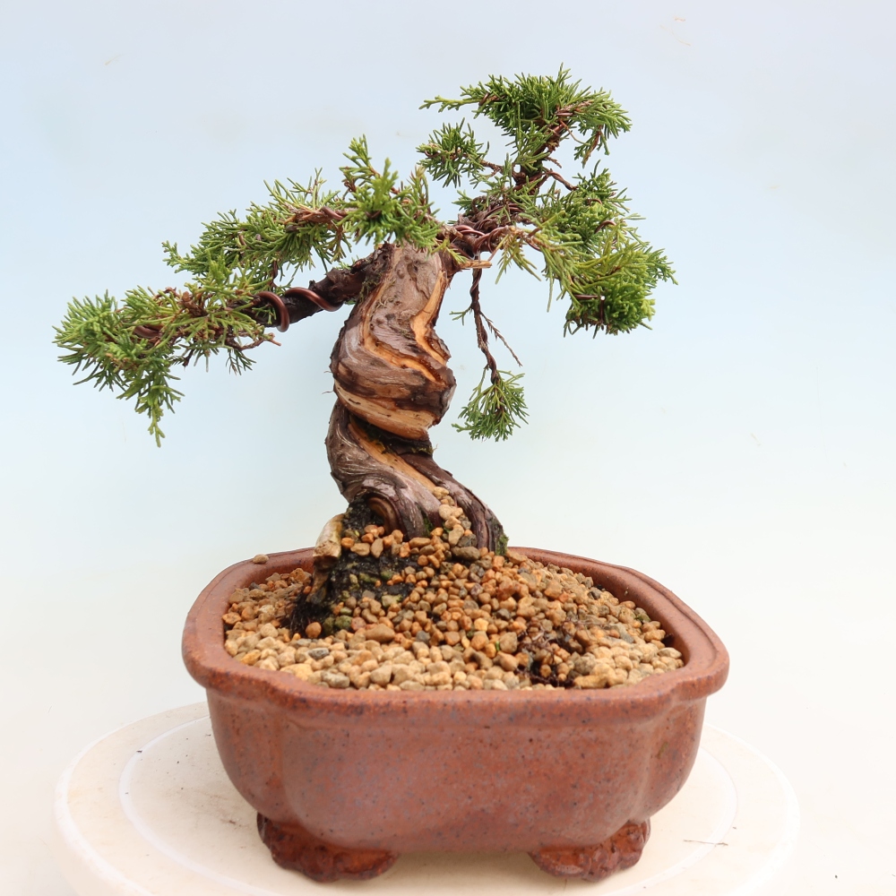Bonsai für draußen - Juniperus chinensis Itoigawa-Juniperus chinensis
