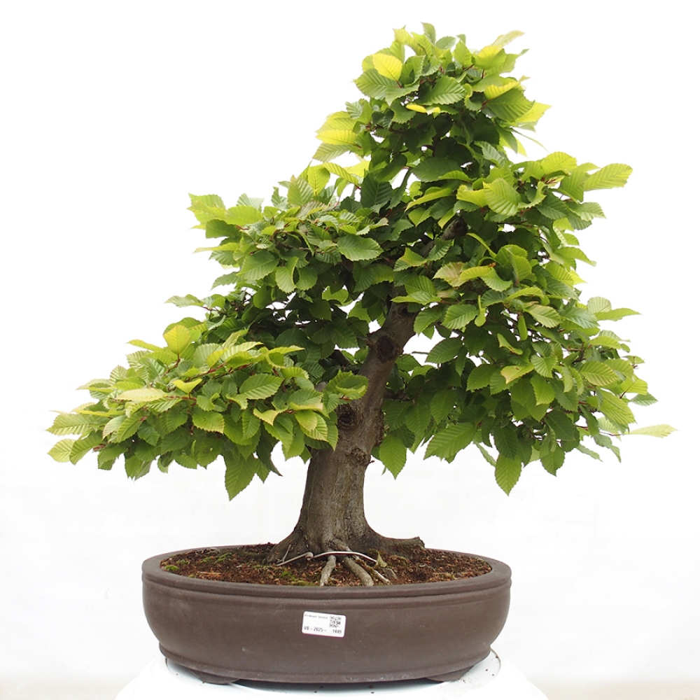 Bonsai im Freien - Hainbuche - Carpinus betulus