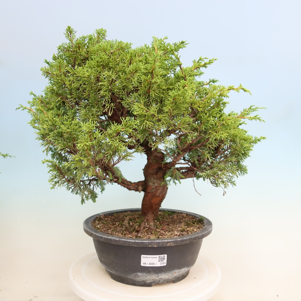 Bonsai für draußen - Juniperus chinensis Itoigawa-Juniperus chinensis