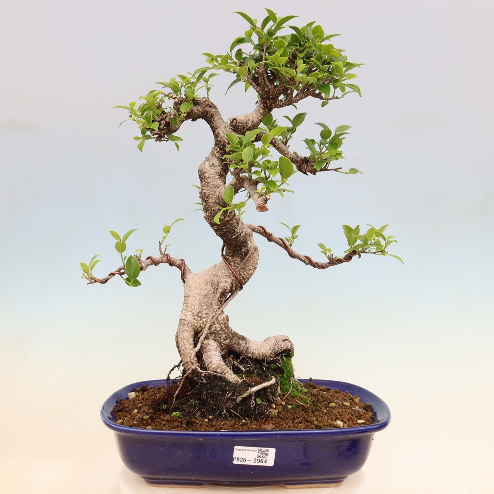Zimmerbonsai - Ficus kimmen - Kleinblättriger Ficus