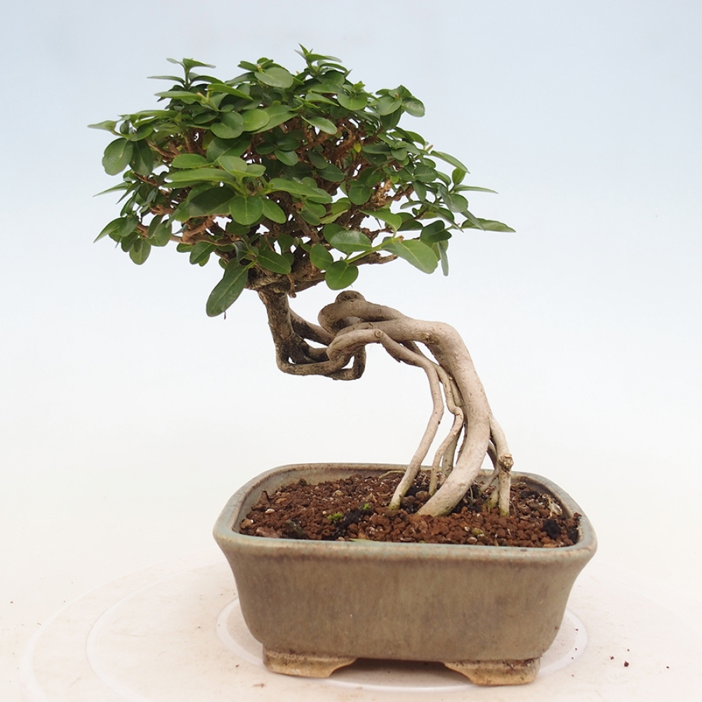 Zimmerbonsai - Premna serratifolia - Kozlovon kleinblättrig