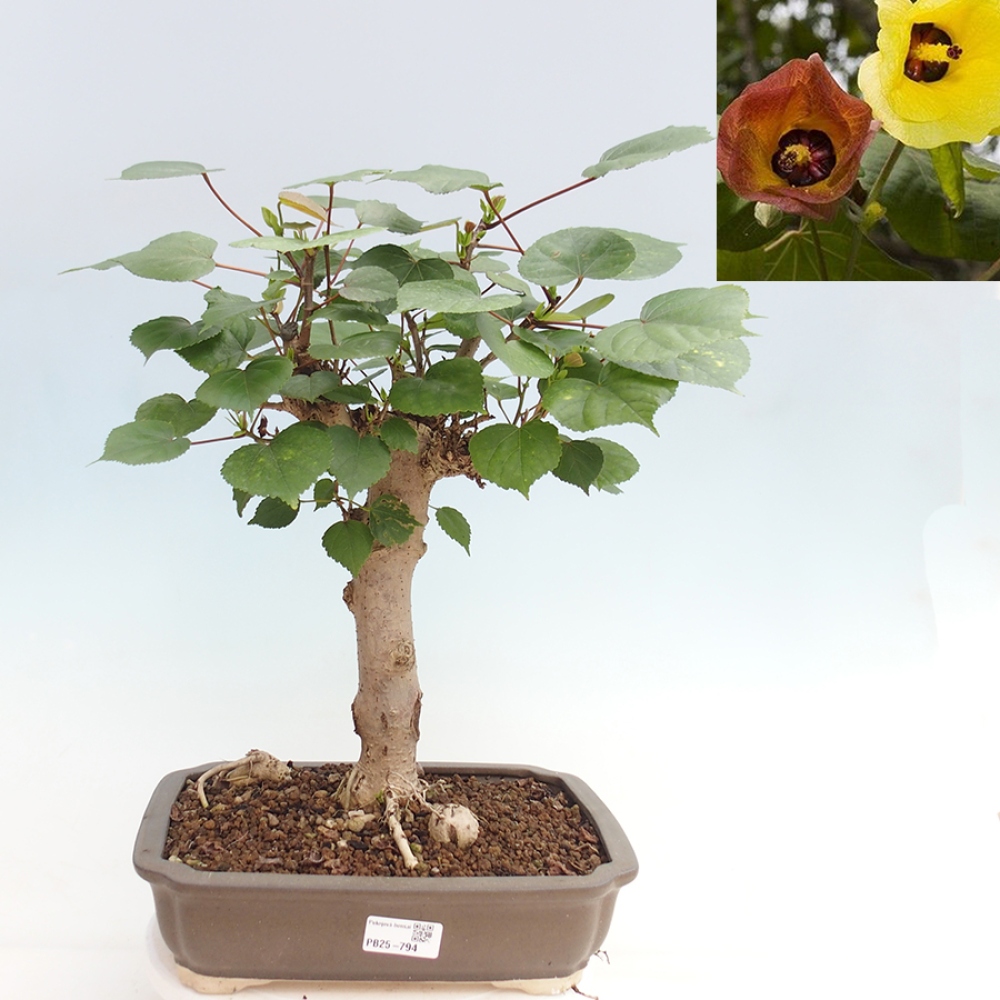 Zimmerbonsai - Hibiscus tiliaceus - Meereshibiskus
