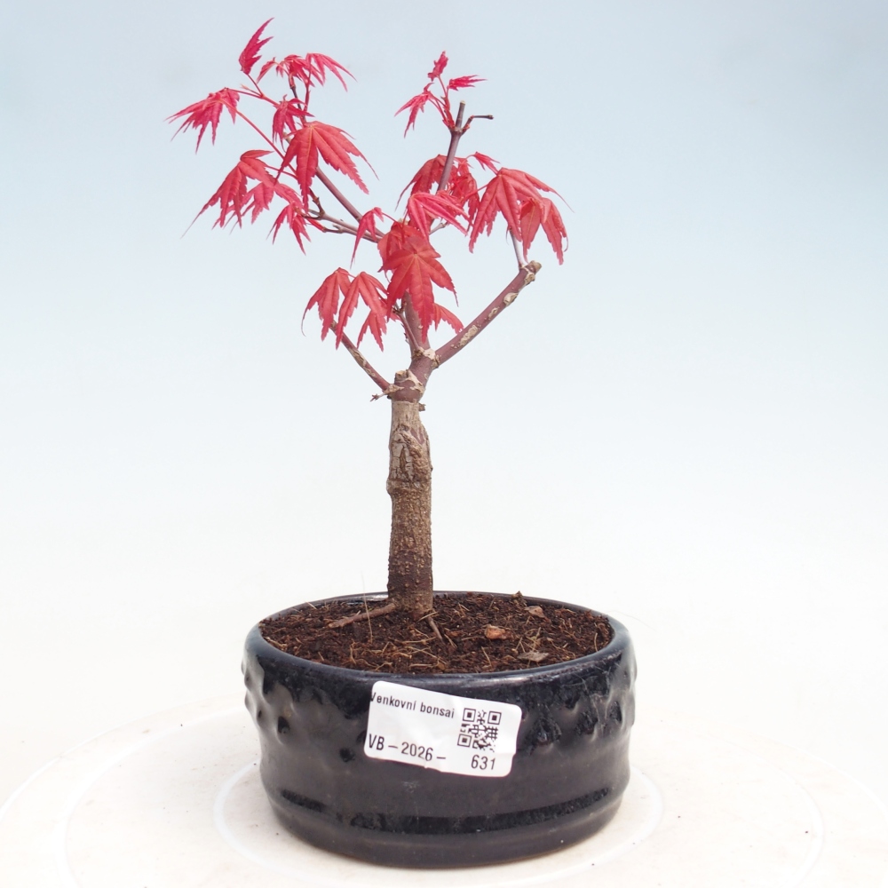 Bonsai für draußen - Acer palmatum DESHOJO