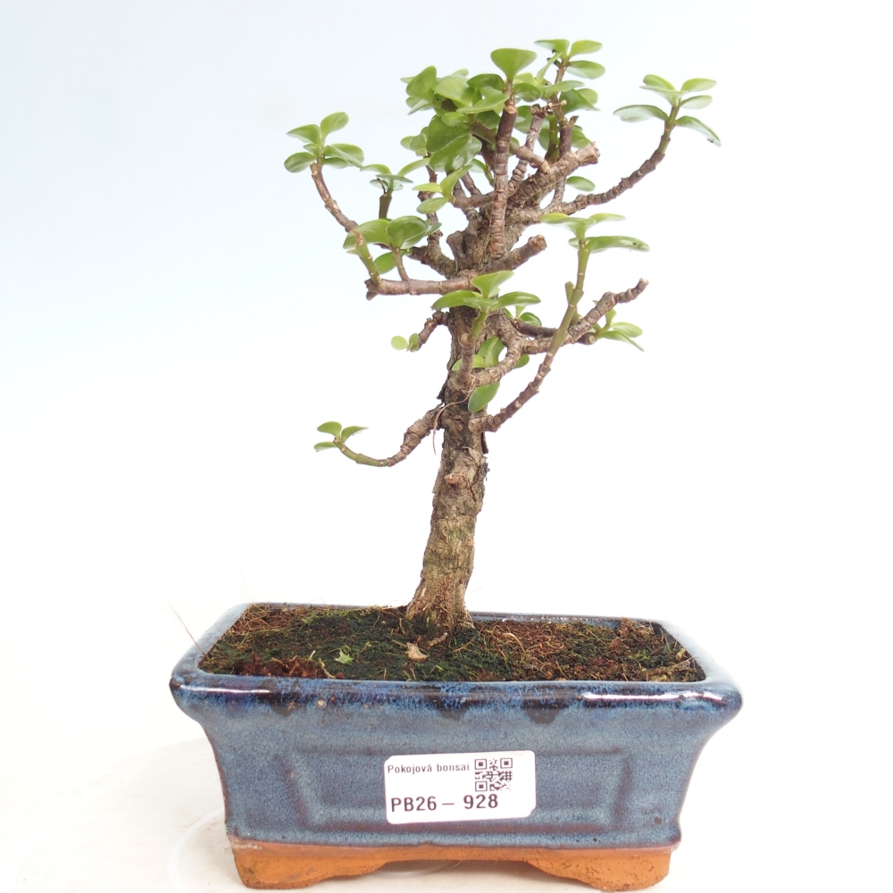 Zimmer Bonsai - Portulakaria Afra - Tlustice