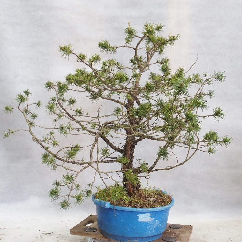 Yamadori - Pinus sylvestris 