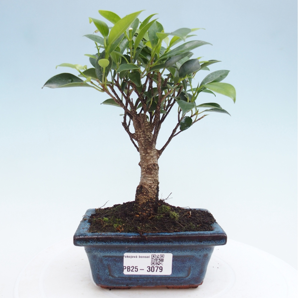Zimmerbonsai - Kleinblättriger Ficus - Ficus kimmen
