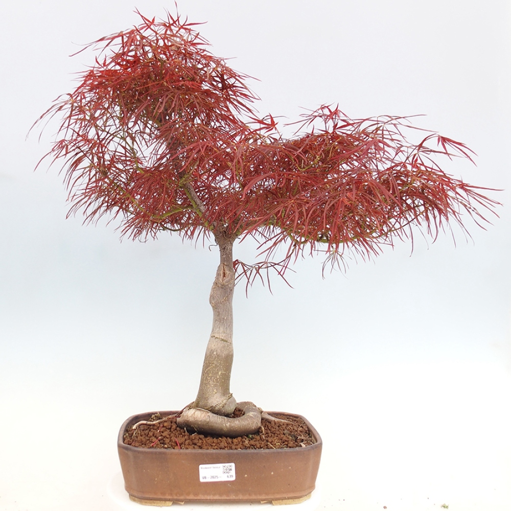 Bonsai im Freien - Acer palmatum RED PYGMY