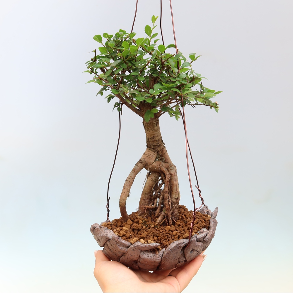 Kokedama in Keramik -Ulmus parvifolia- kleinblättrige Ulme