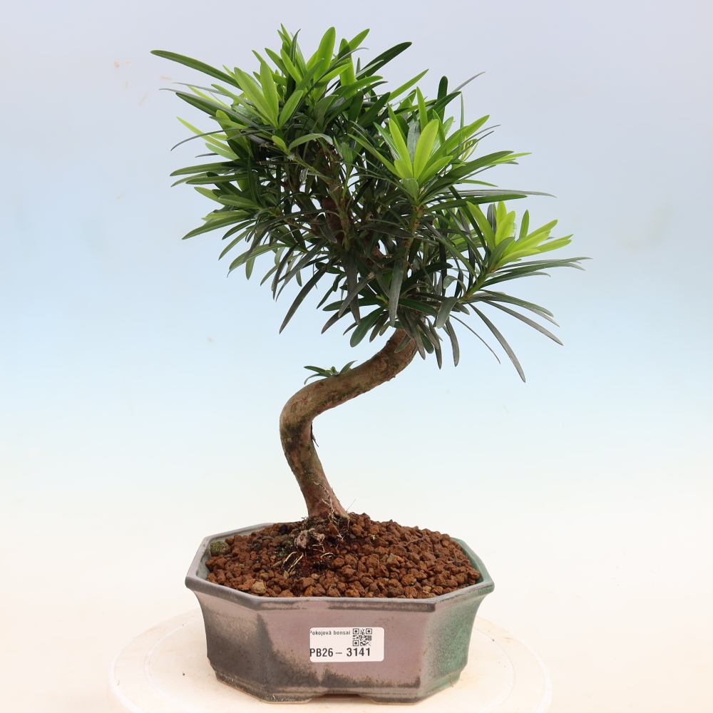Zimmerbonsai - Podocarpus - Stein-Eibe