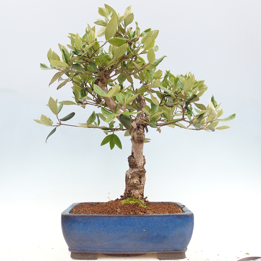 Outdoor-Bonsai-Kalina Bodnanská - Viburum carlesii